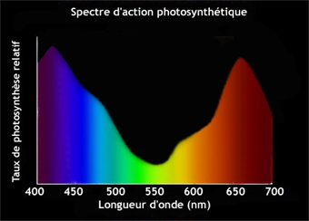 action spectrum